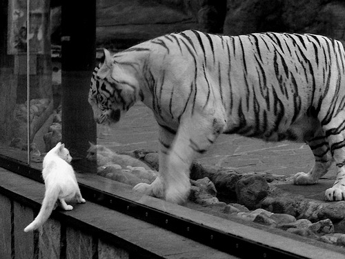 热那亚守住主场，马德里竞技队众志成城，马德里热浪
