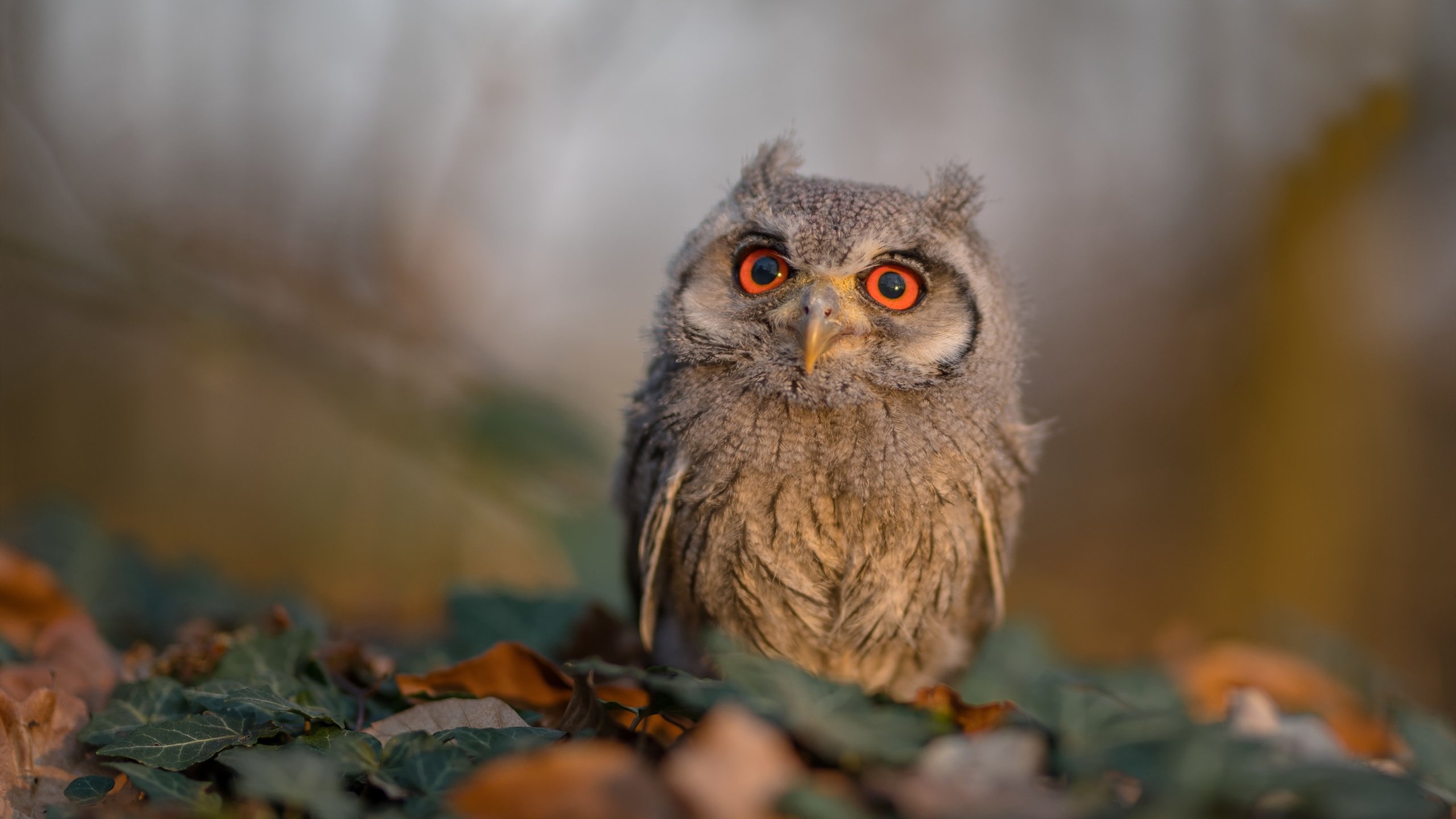 爱游戏app-莱斯特城继续领跑，冲击英超冠军，莱斯特城继续领跑,冲击英超冠军是哪一年