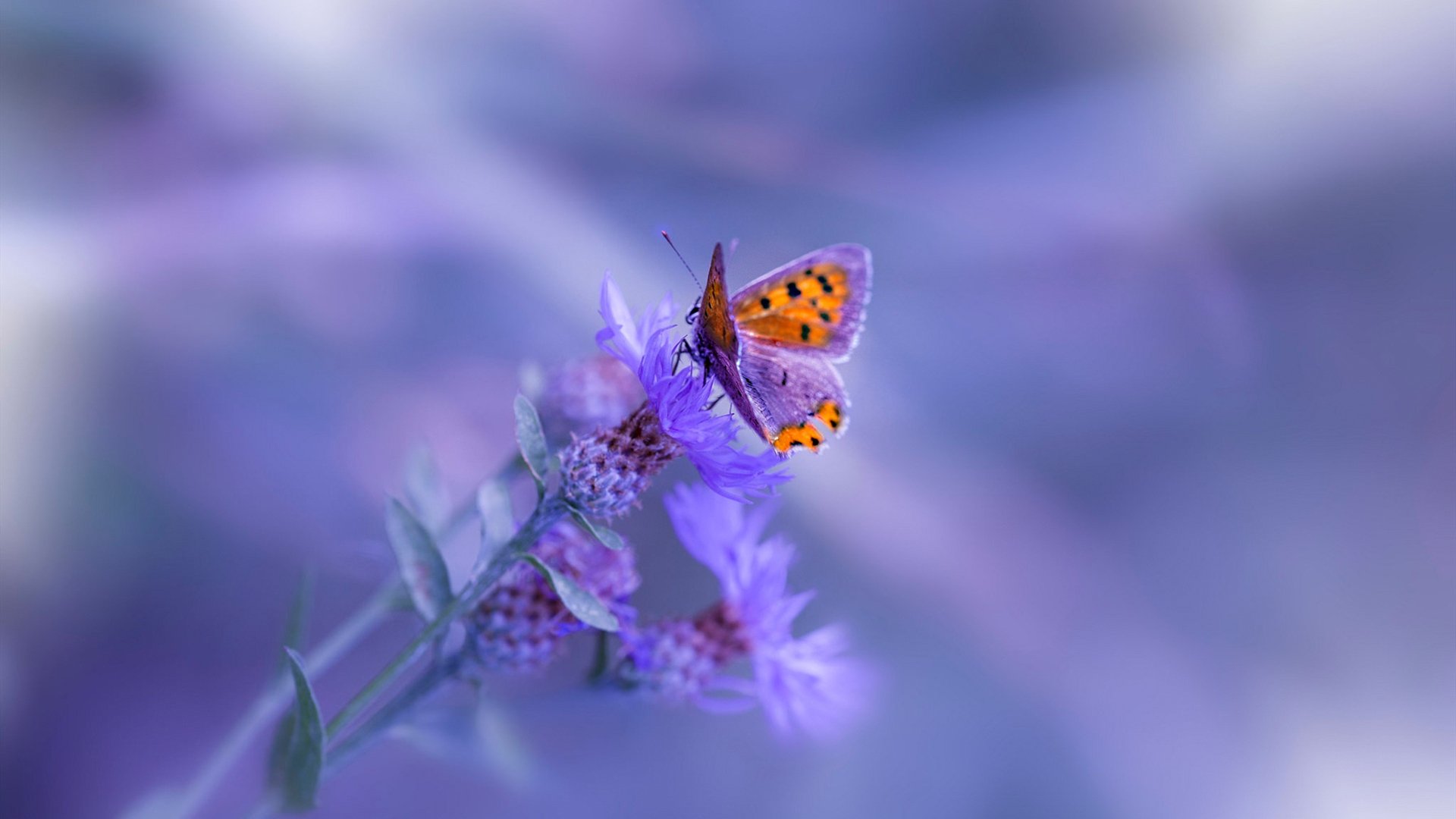 葡萄牙体育射手射门效率领先全队,葡萄牙足球射手榜