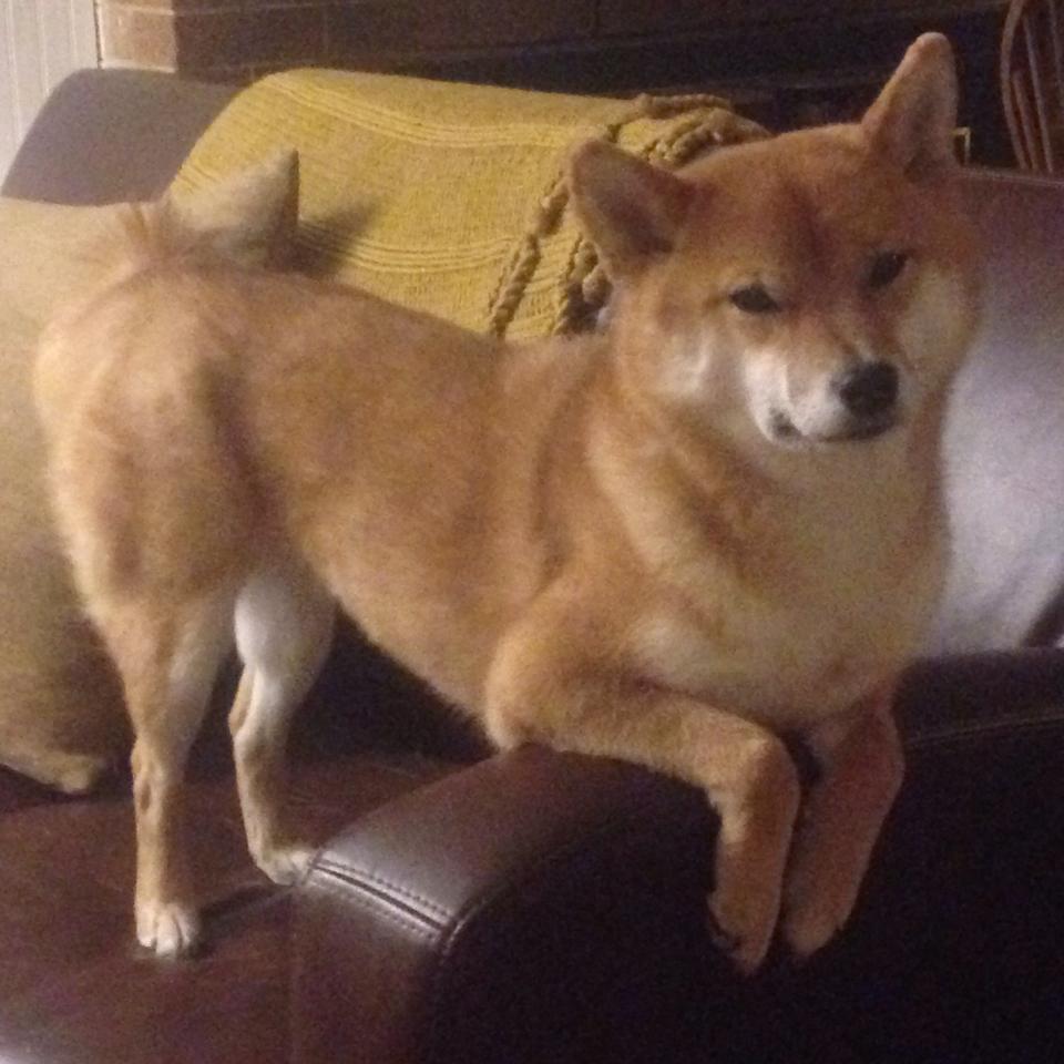 里尔年轻球员表现亮眼,里尔足球队