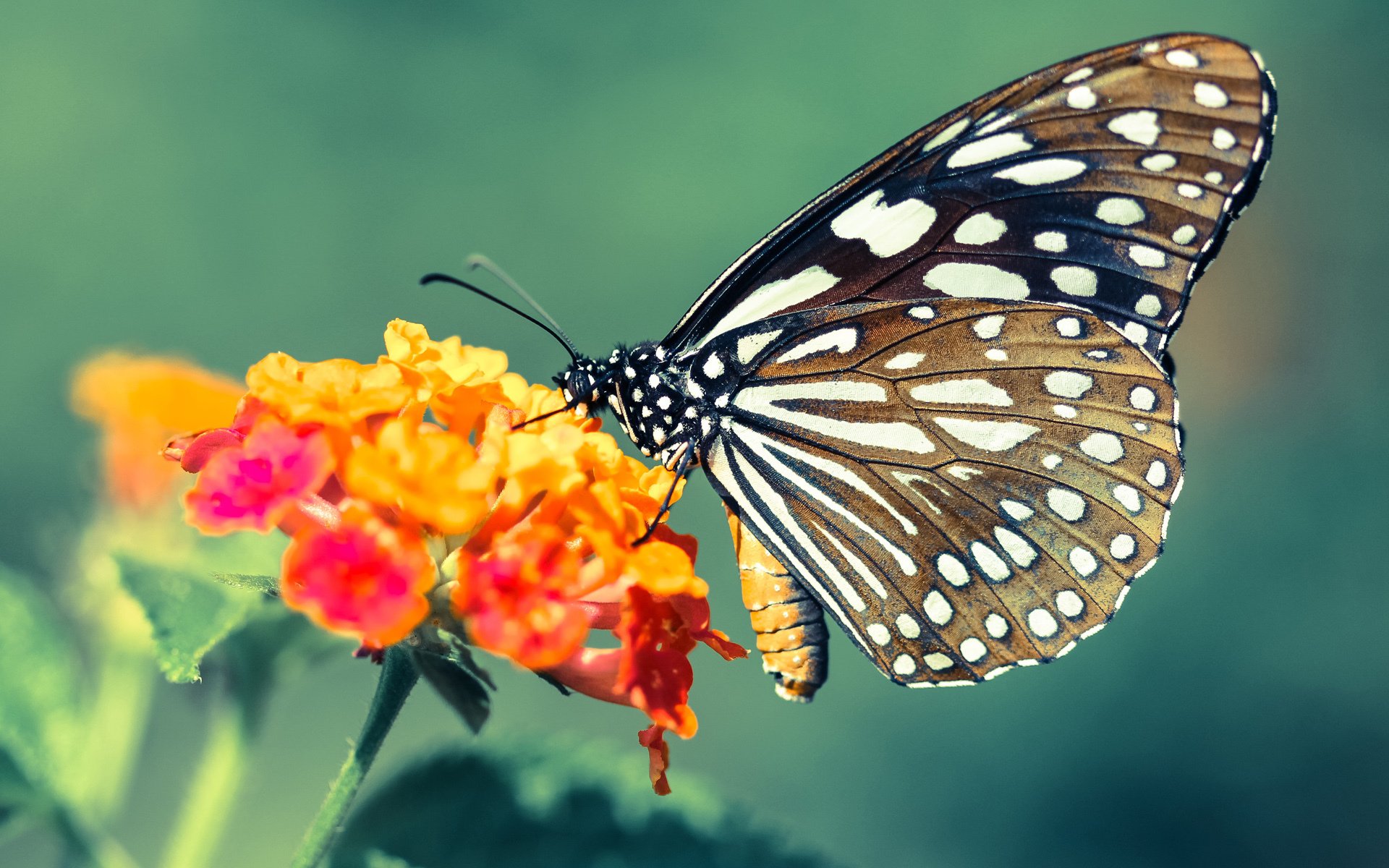 爱游戏官网-巴黎奥运会资格系列赛先后在上海和布达佩斯举行，共有158名运动员通过该赛事获得巴黎奥运会参赛资格。