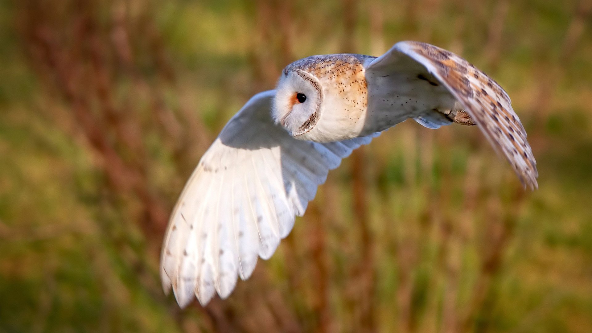 德甲球员视觉追踪训练促进快速决策能力的探索，足球视觉训练