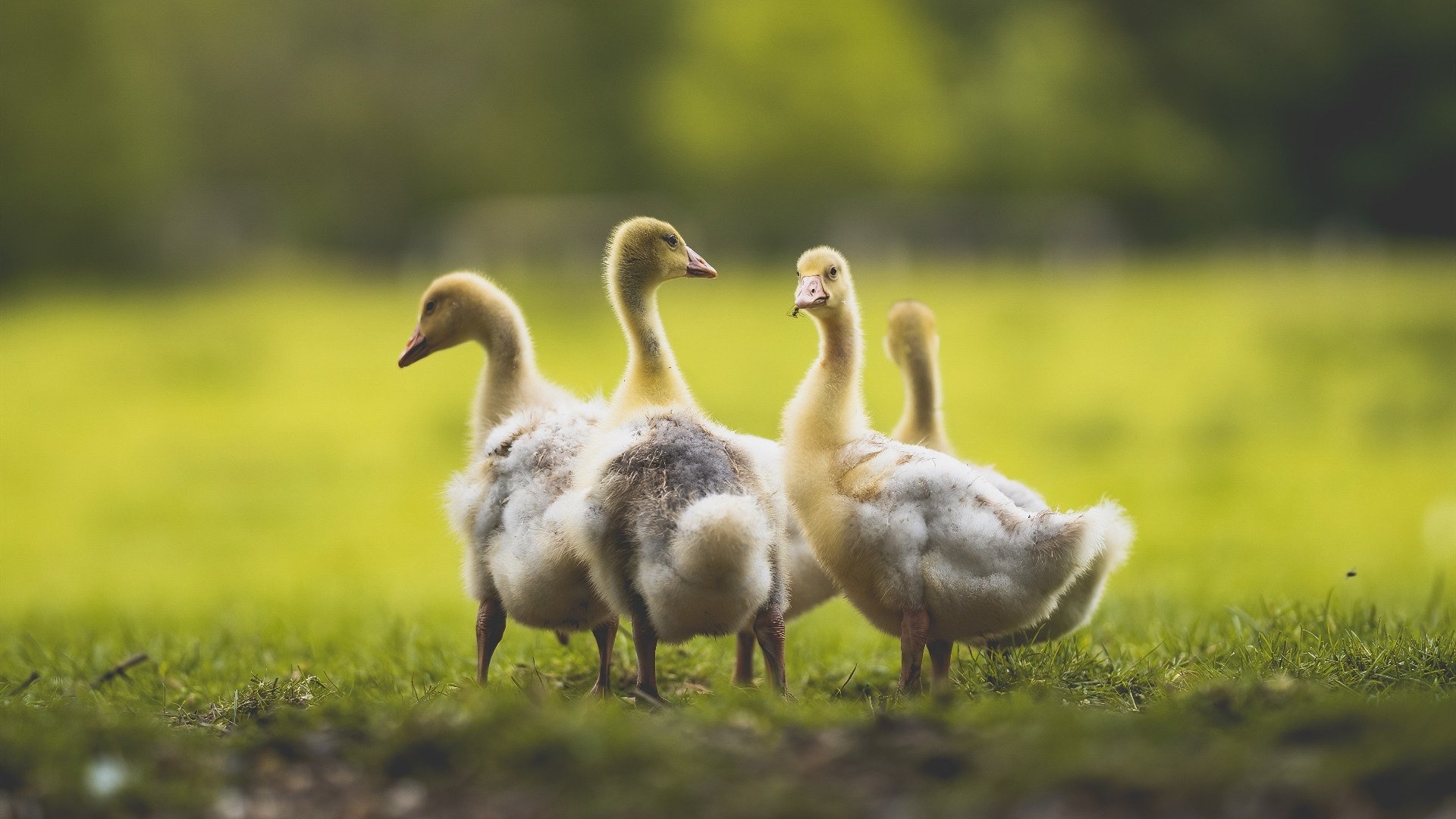 爱游戏平台-意甲球队利用人工智能辅助战术分析案例研究，人工智能 足球 app