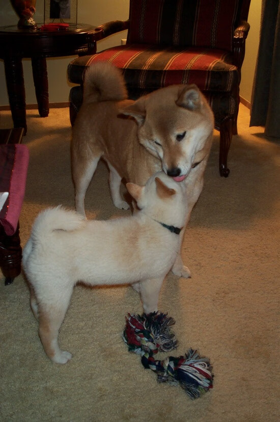 篮球专项技能动作规范化训练标准及应用,篮球专项技能动作规范化训练标准及应用