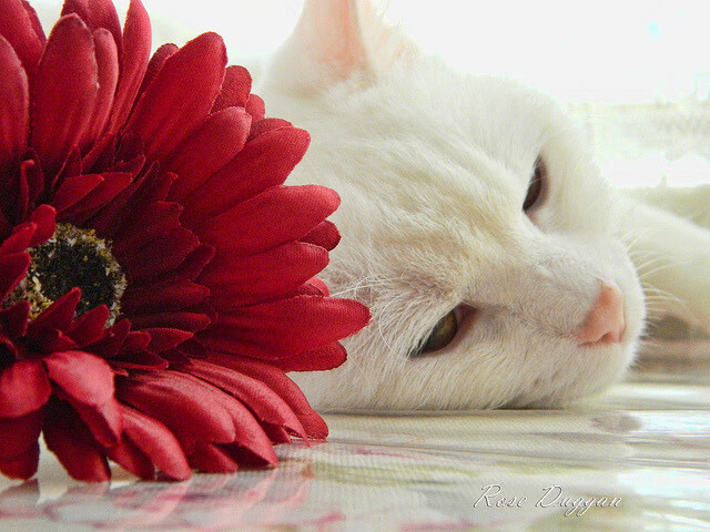 篮球运动员竞技表现提升路径研究，篮球竞技能力训练方法