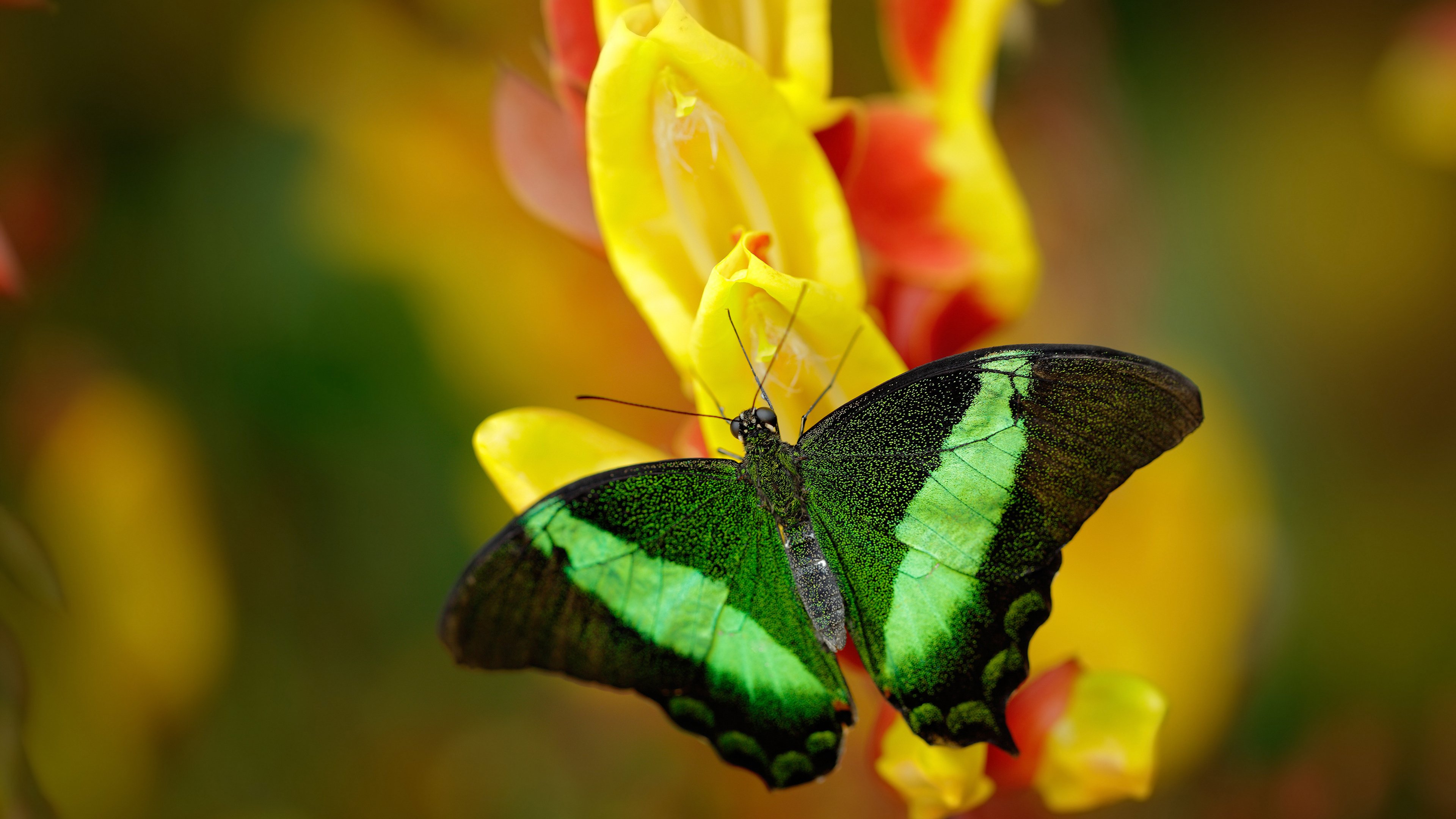 英超裁判员使用语义分析助力语境判罚一致性,英超裁判主队