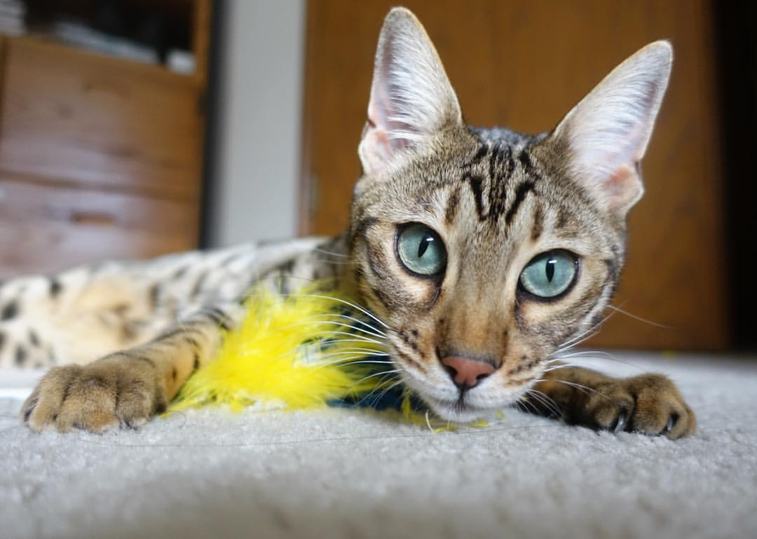 “三叉湖游泳馆:水上救生赛成世界运动会新亮点”