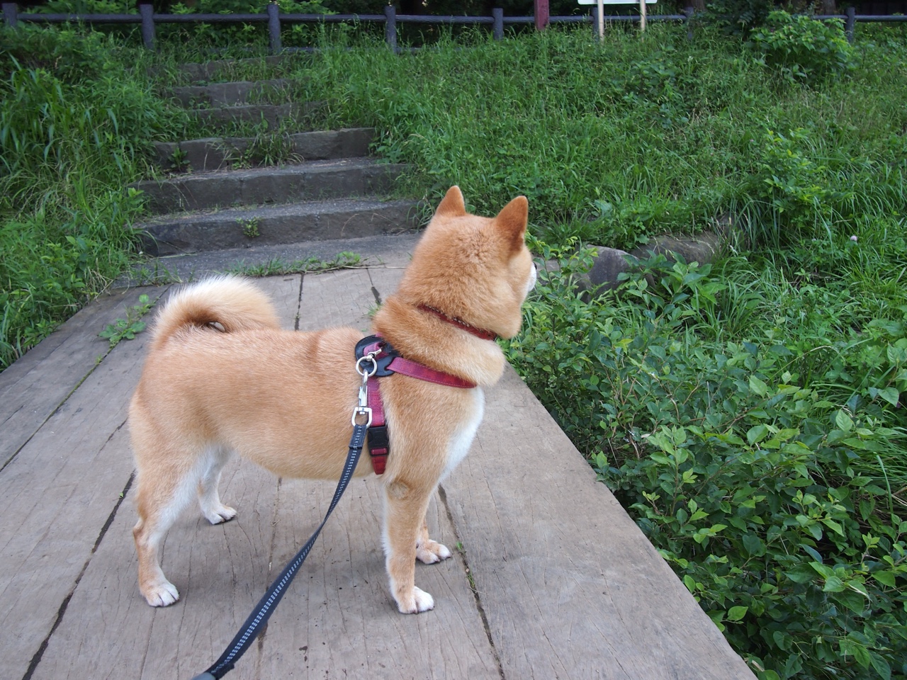 中国女篮赛场表现稳定 战术层次分明,中国女篮战况如何