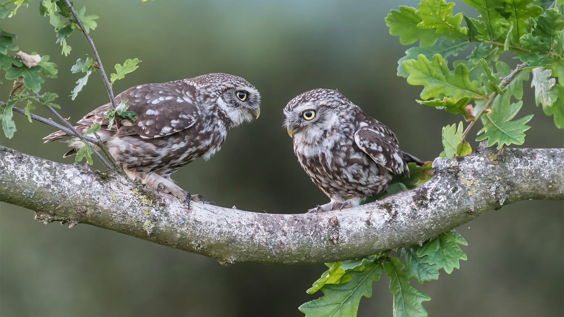 全国青少年登山挑战赛注重安全与技能培养，2020登山大赛
