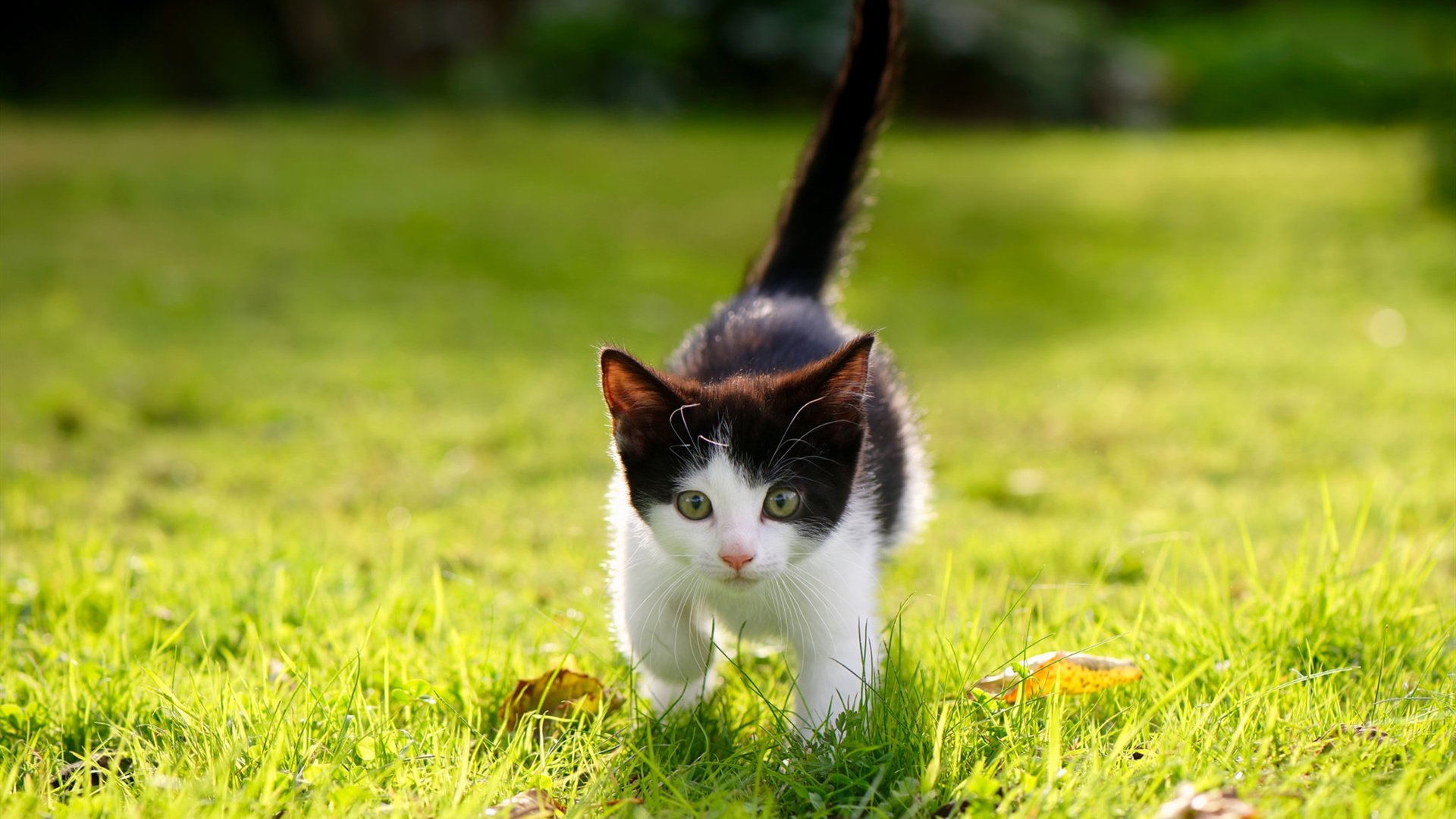 体育明星参与体育公益创新项目推广，体育明星公益活动