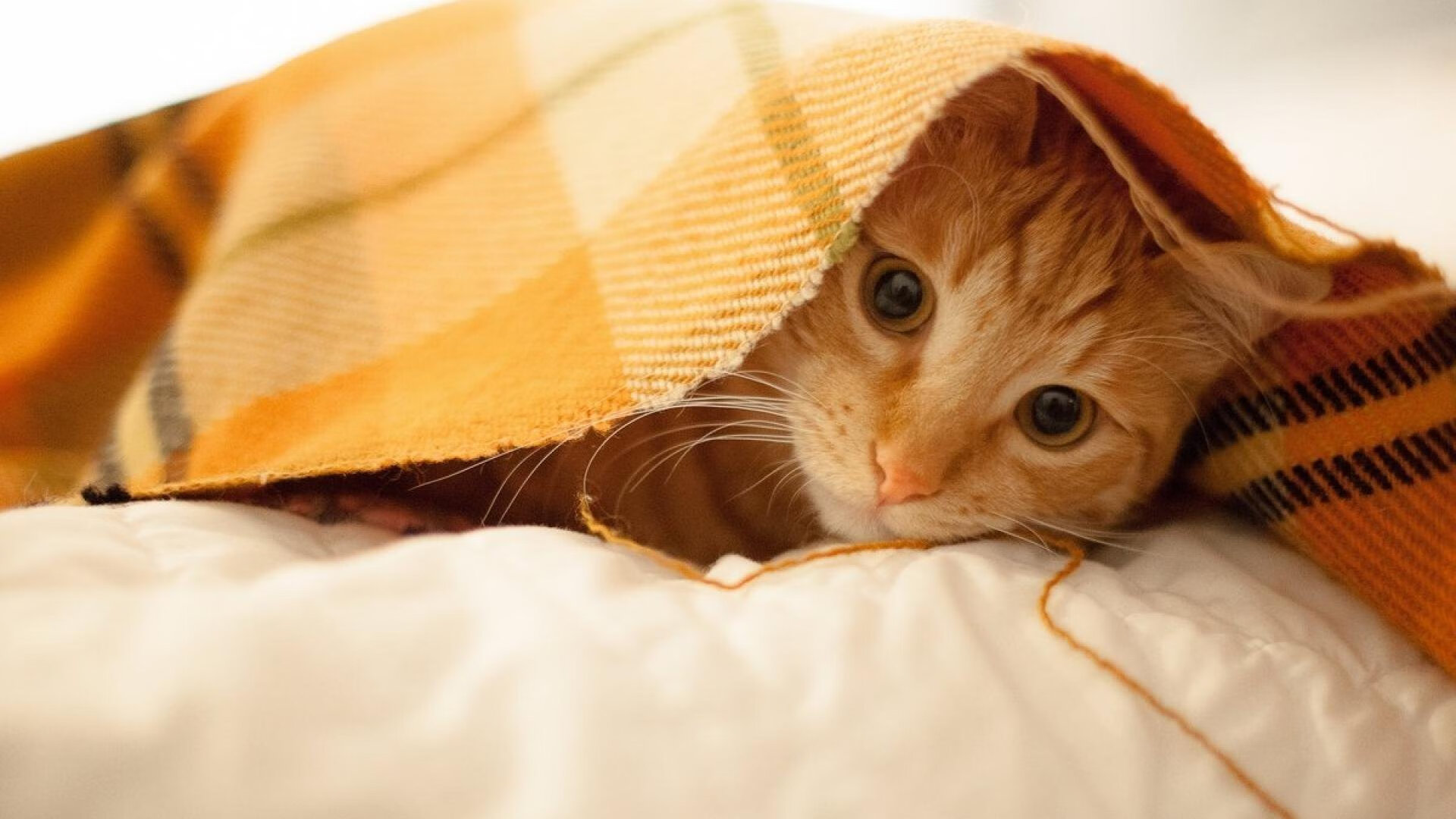 体育明星参与体育公益创新项目推广，体育明星公益活动