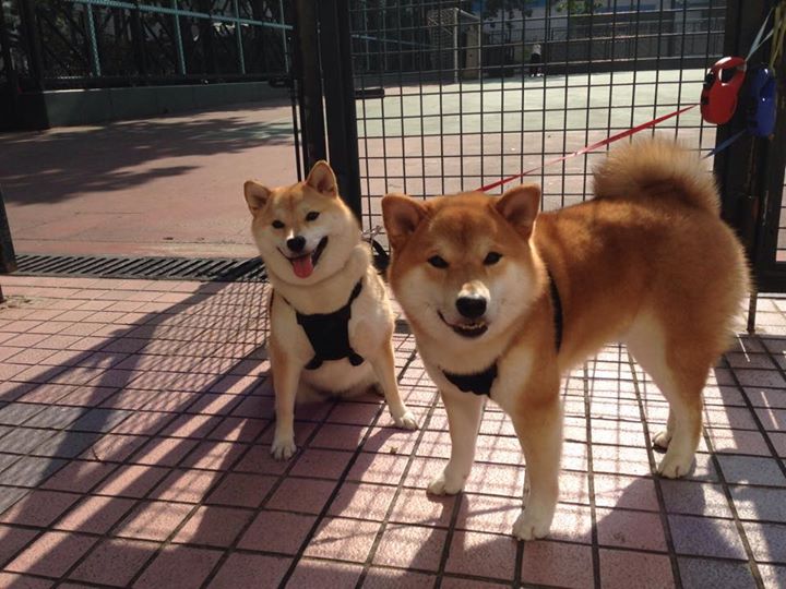 爱游戏平台-国家男篮备战世界杯积极调整战术和阵容，男篮世界杯参赛球队