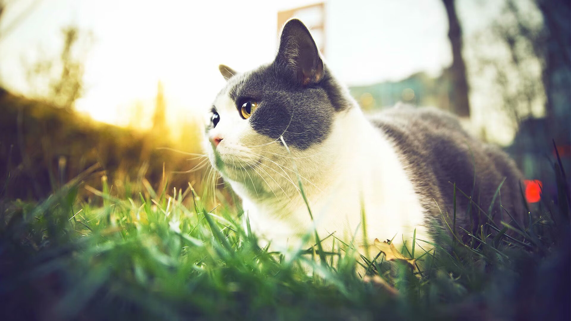 职业联赛外援管理档案缺乏系统维护