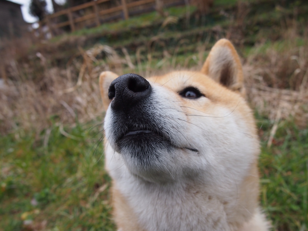 花样滑冰评分标准新增情绪表达维度，花样滑冰评分规则
