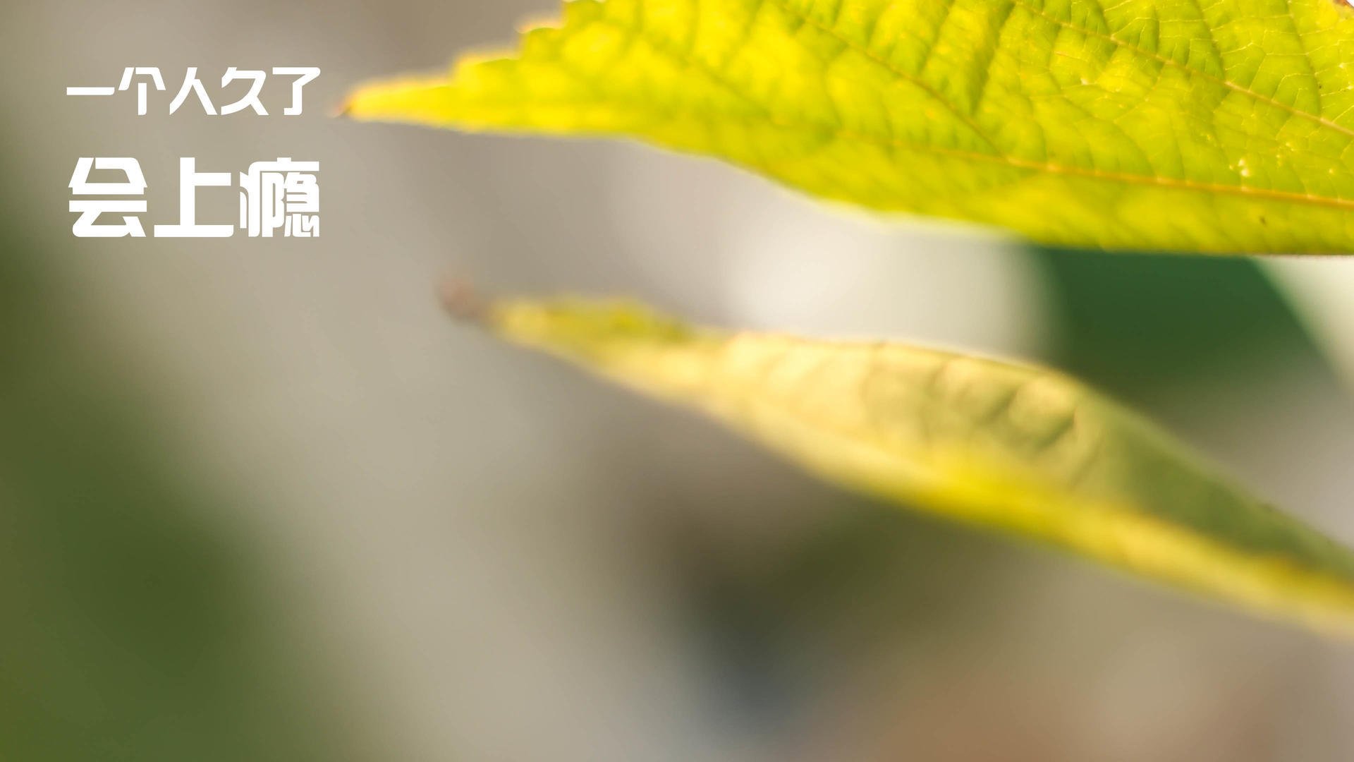 “亚戈·卡尔曼:阿根廷橄榄球的新纪元,未来发展无限”