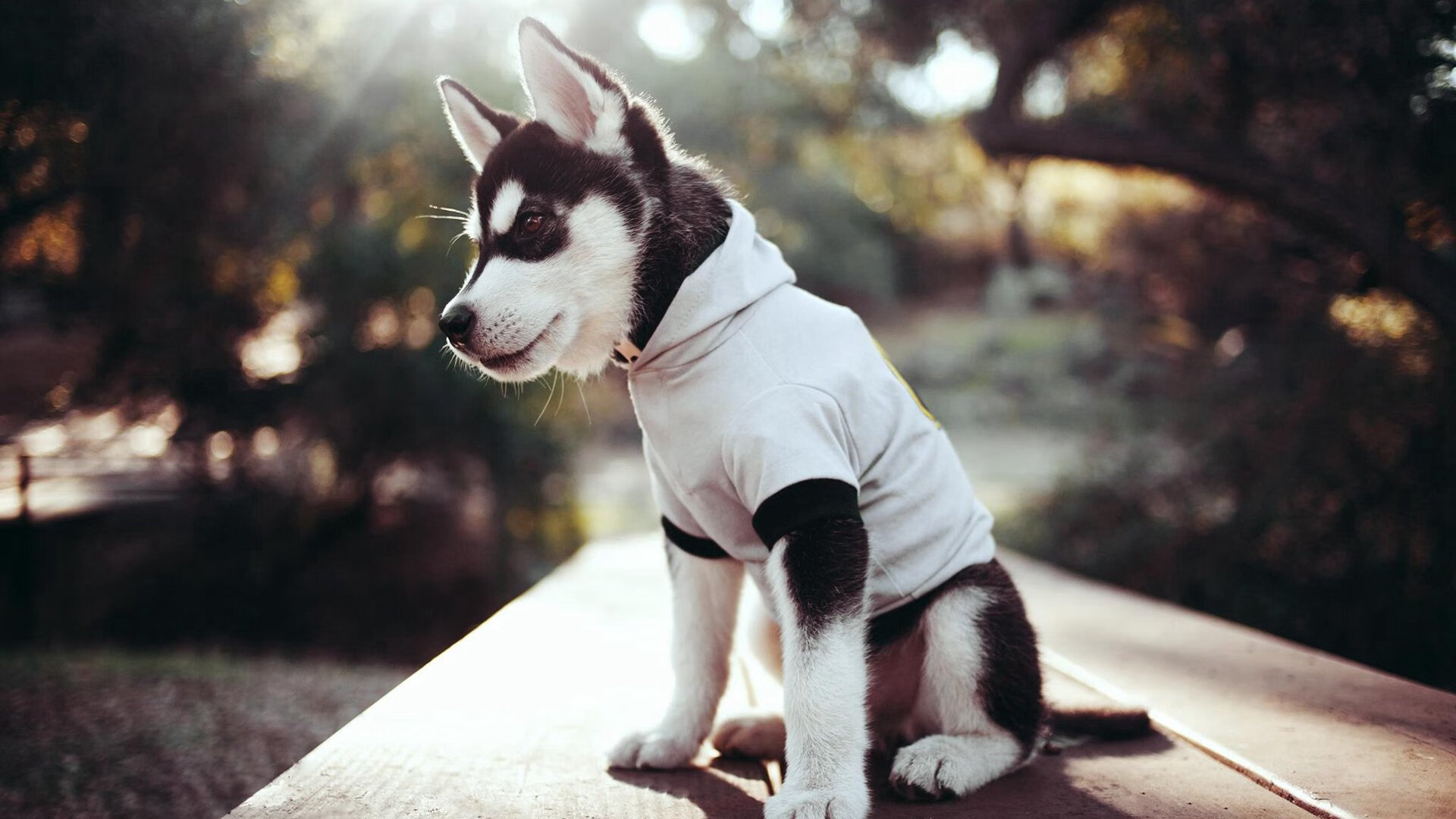 AIYOUXI.COM-“尼古拉斯·桑特基：阿根廷美洲狮队的进攻组织者，未来潜力巨大”