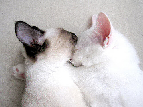 林丹担任高校羽毛球联盟推广顾问,林丹担任高校羽毛球联盟推广顾问的老师