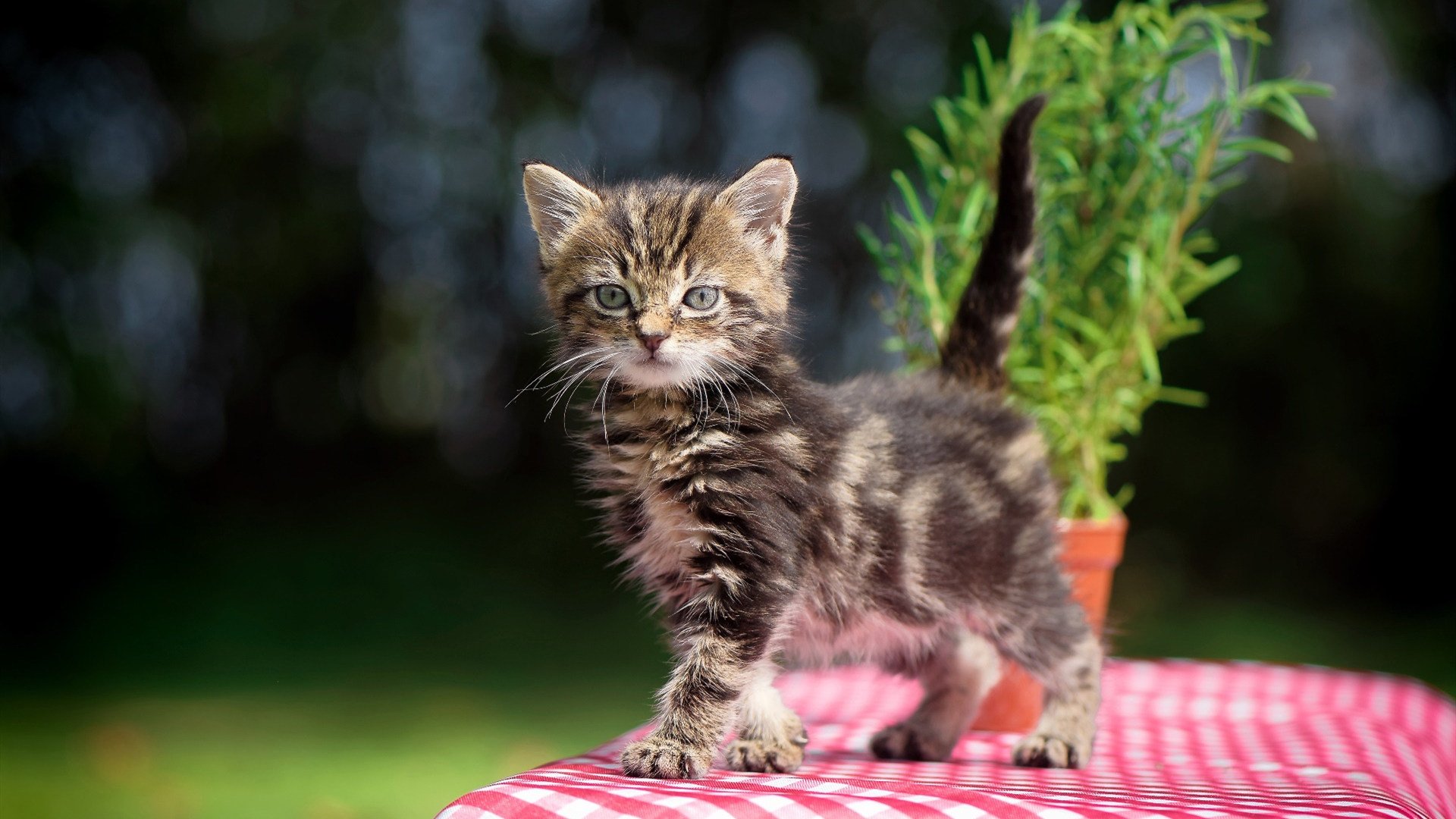球迷协会成立十周年,举办丰富庆祝活动,球迷协会名字