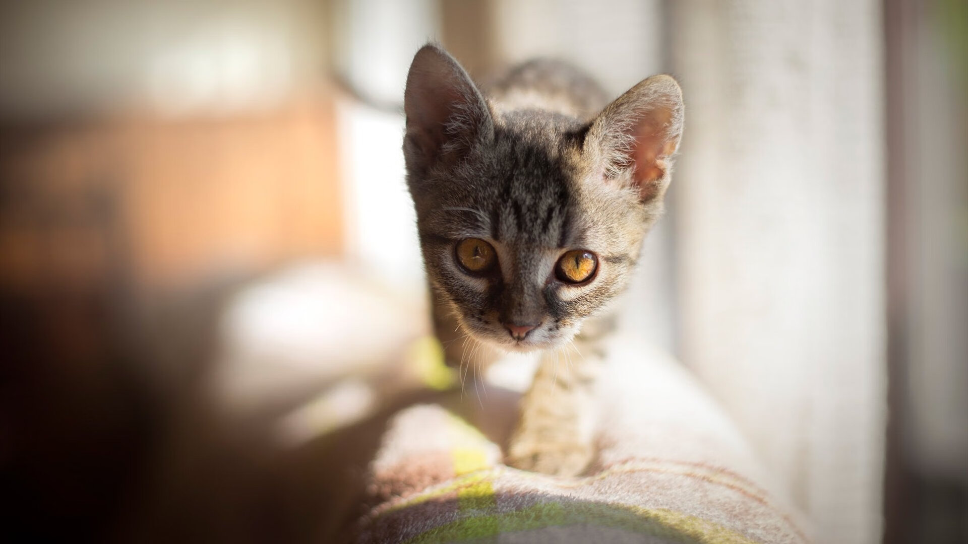 AYX体育官网-自由泳接力韩国团队协作出色，韩国 自由泳