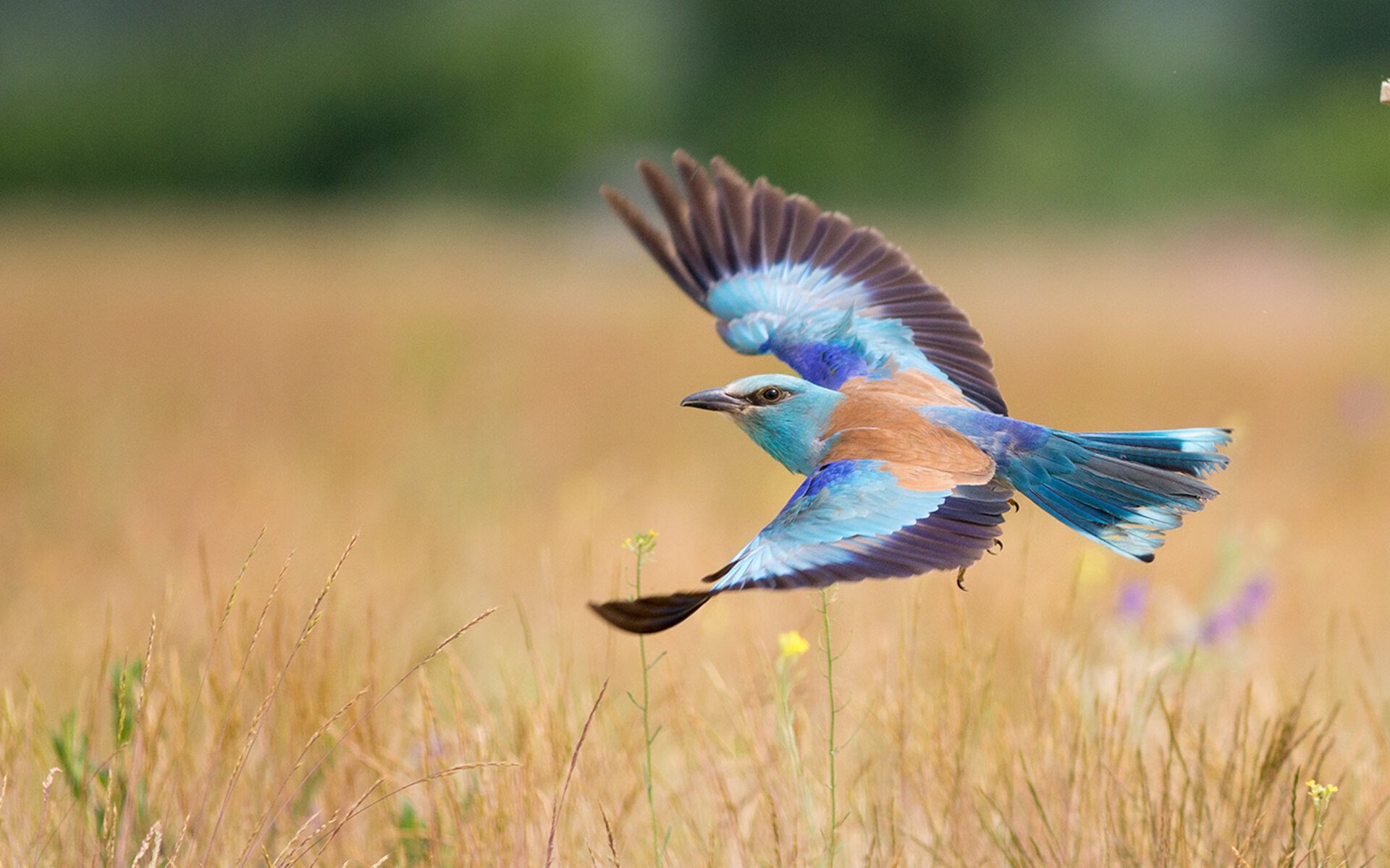 谷爱凌完成绝杀瞬间冬奥会赛场,谷爱凌参加冬奥会